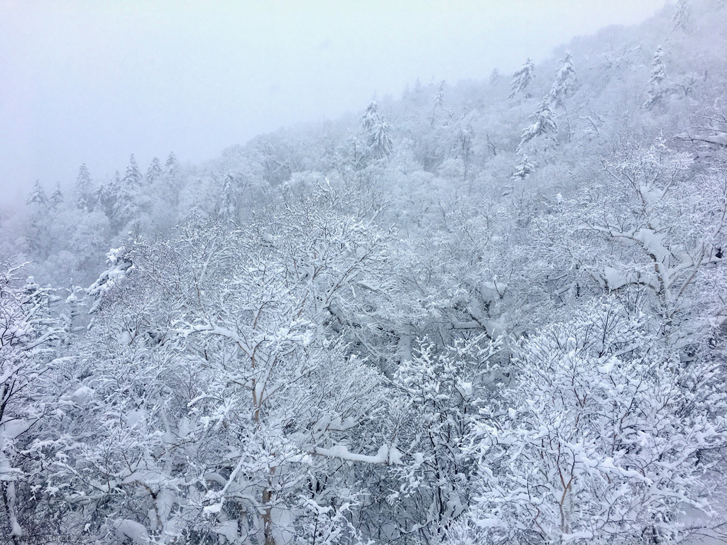SnowScapes - Furano 2018