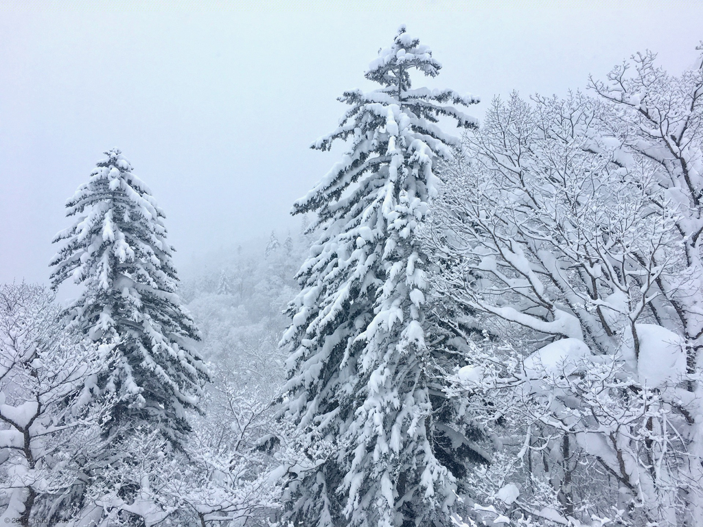 SnowScapes - Furano 2018